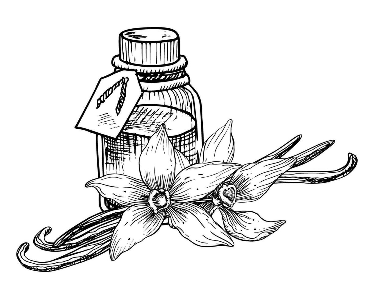 Vanille wesentlich Öl mit Blumen und Stöcke. Hand gezeichnet Vektor Illustration von Jahrgang transparent Flasche zum Aroma Therapie auf Weiß isoliert Hintergrund. Linie Kunst retro Flakon zum kosmetisch Geschmack.