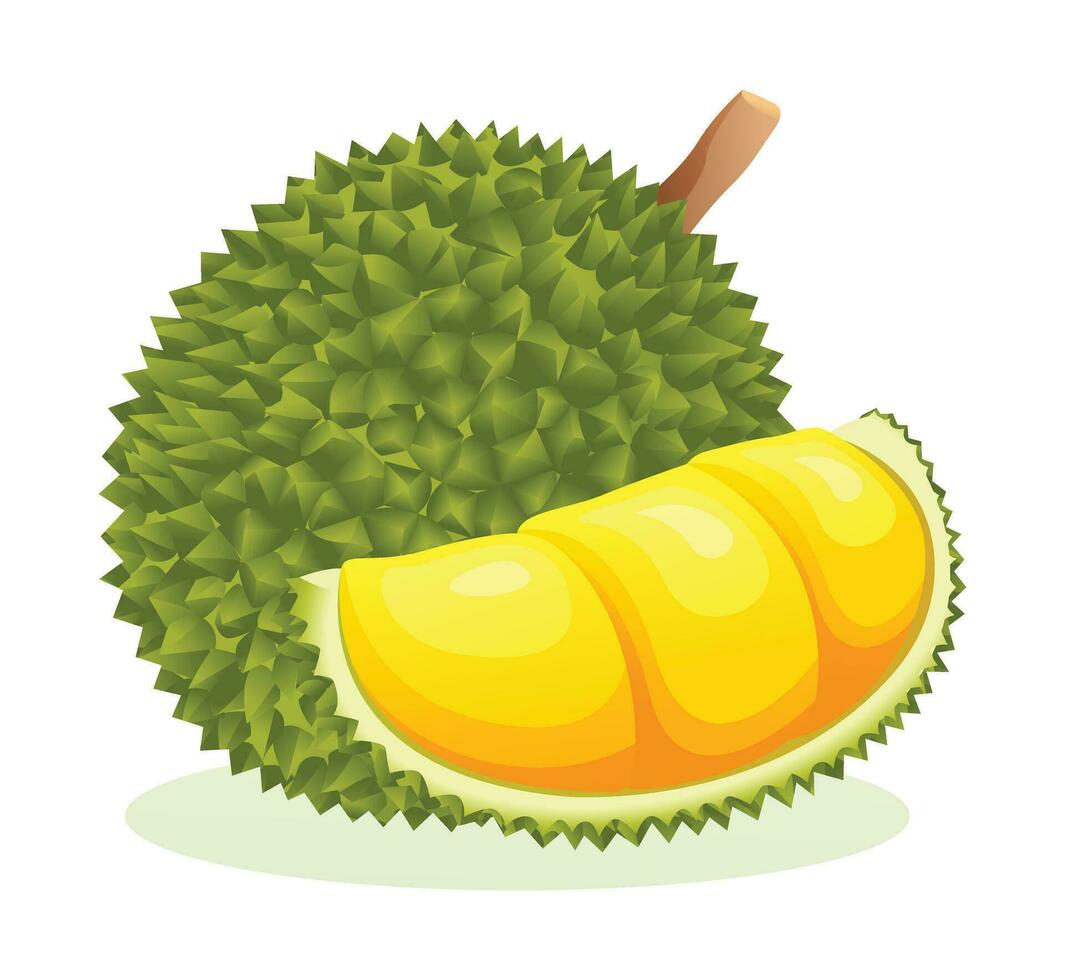 Durian frukt vektor illustration isolerat på vit bakgrund