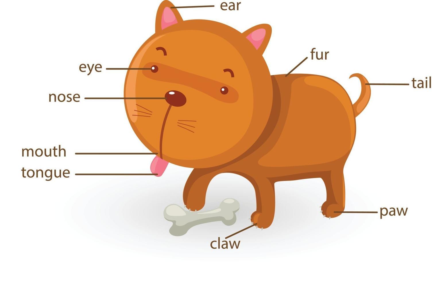 hund ordförråd del av kroppen vektor
