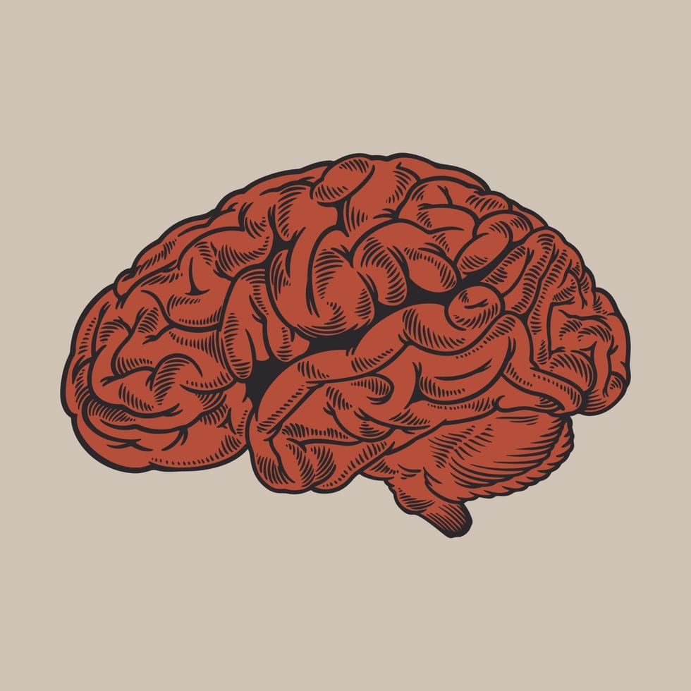 Gravur rotes menschliches Gehirn Seitenansicht Illustration vektor