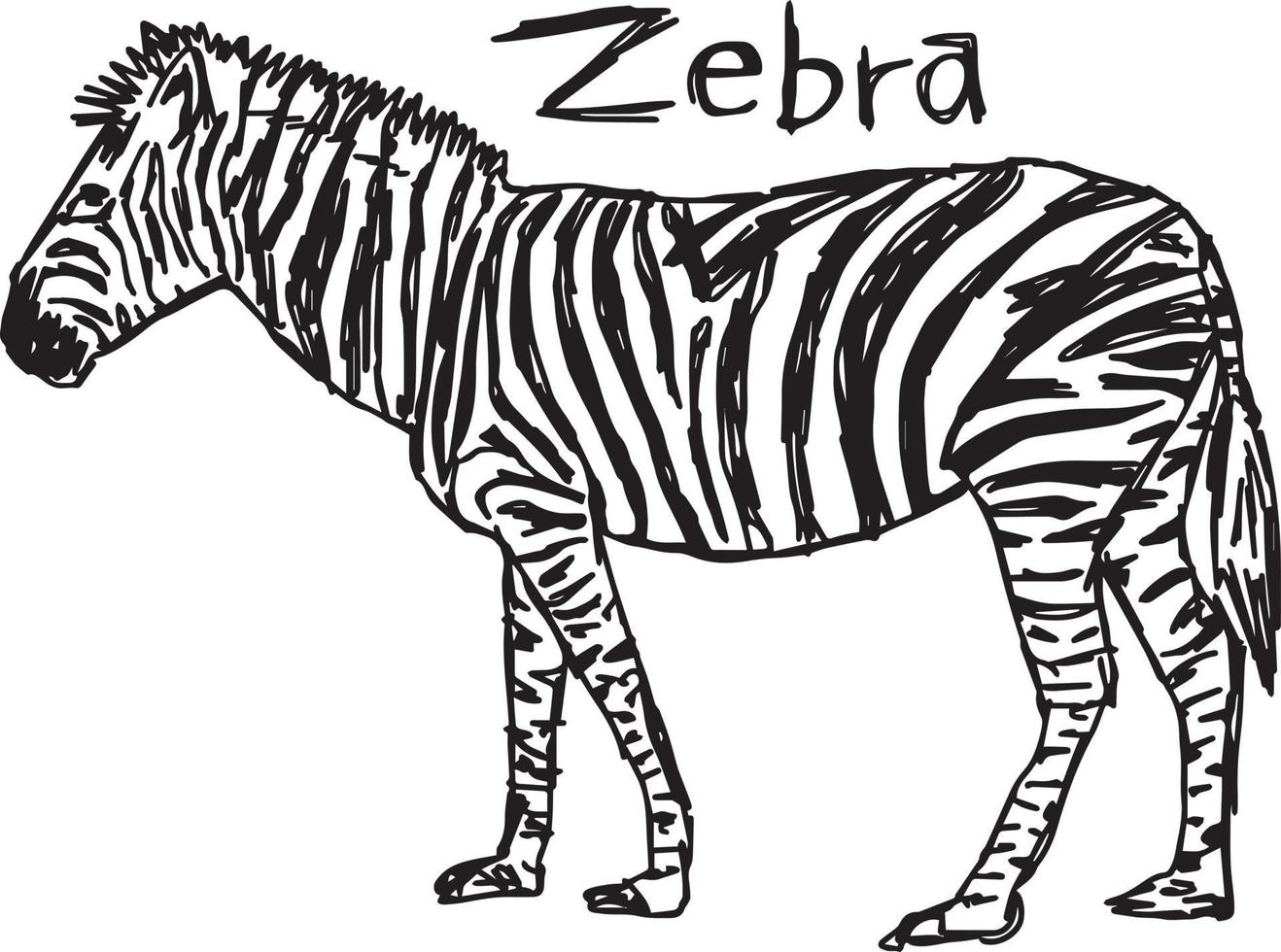 zebra - vektor illustration skiss handritad med svarta linjer