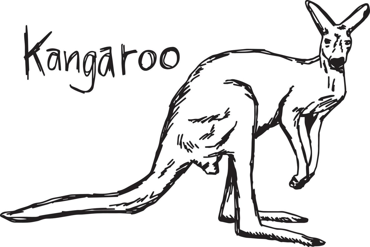 Känguru - Vektor-Illustration Skizze handgezeichnete vektor