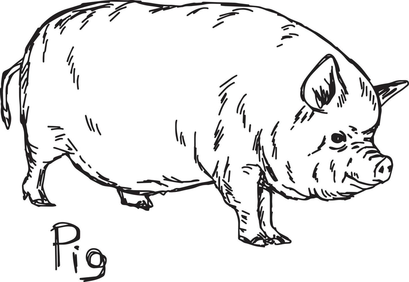 Fettes Schwein - Vektor-Illustration Skizze handgezeichnete vektor