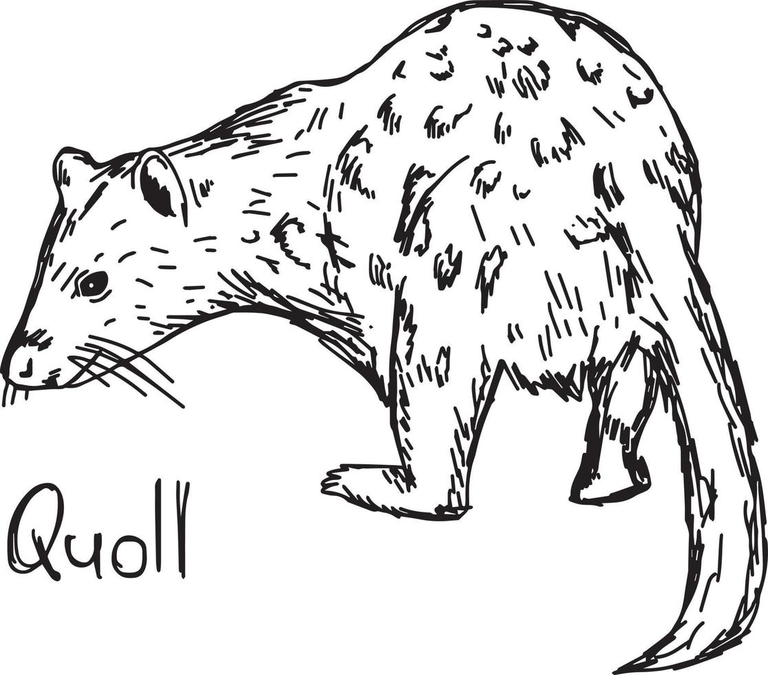 quoll - vektor illustration skiss handritad