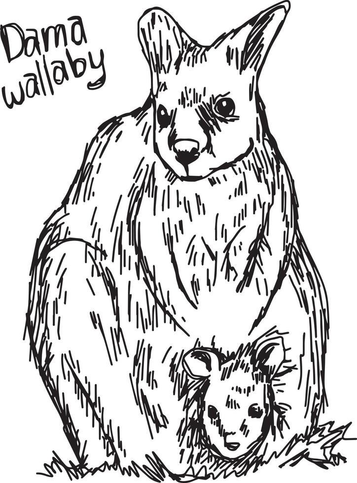 Dama Wallaby - Vektor-Illustration Skizze von Hand gezeichnet vektor