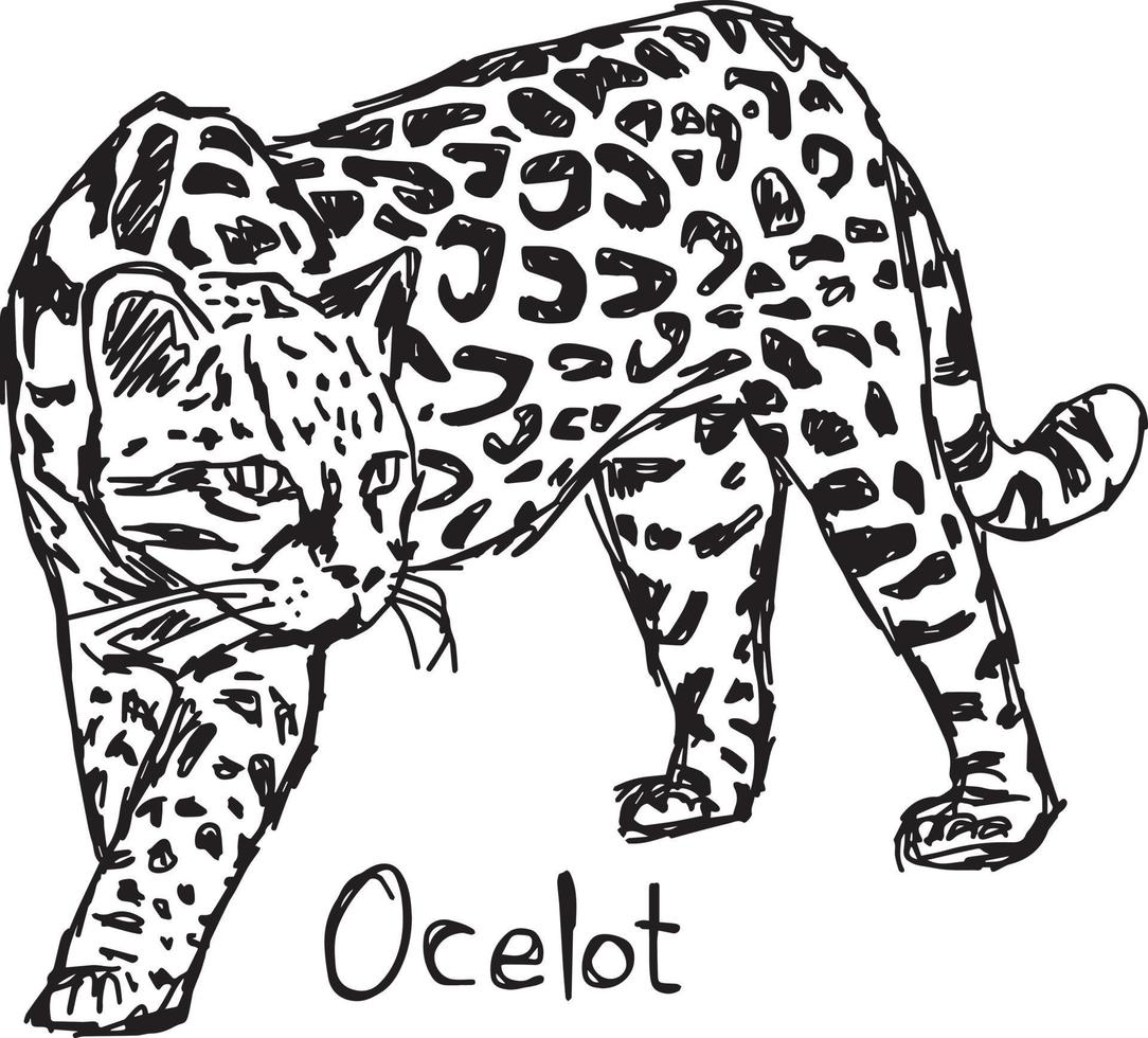 ocelot - vektor illustration skiss handritad