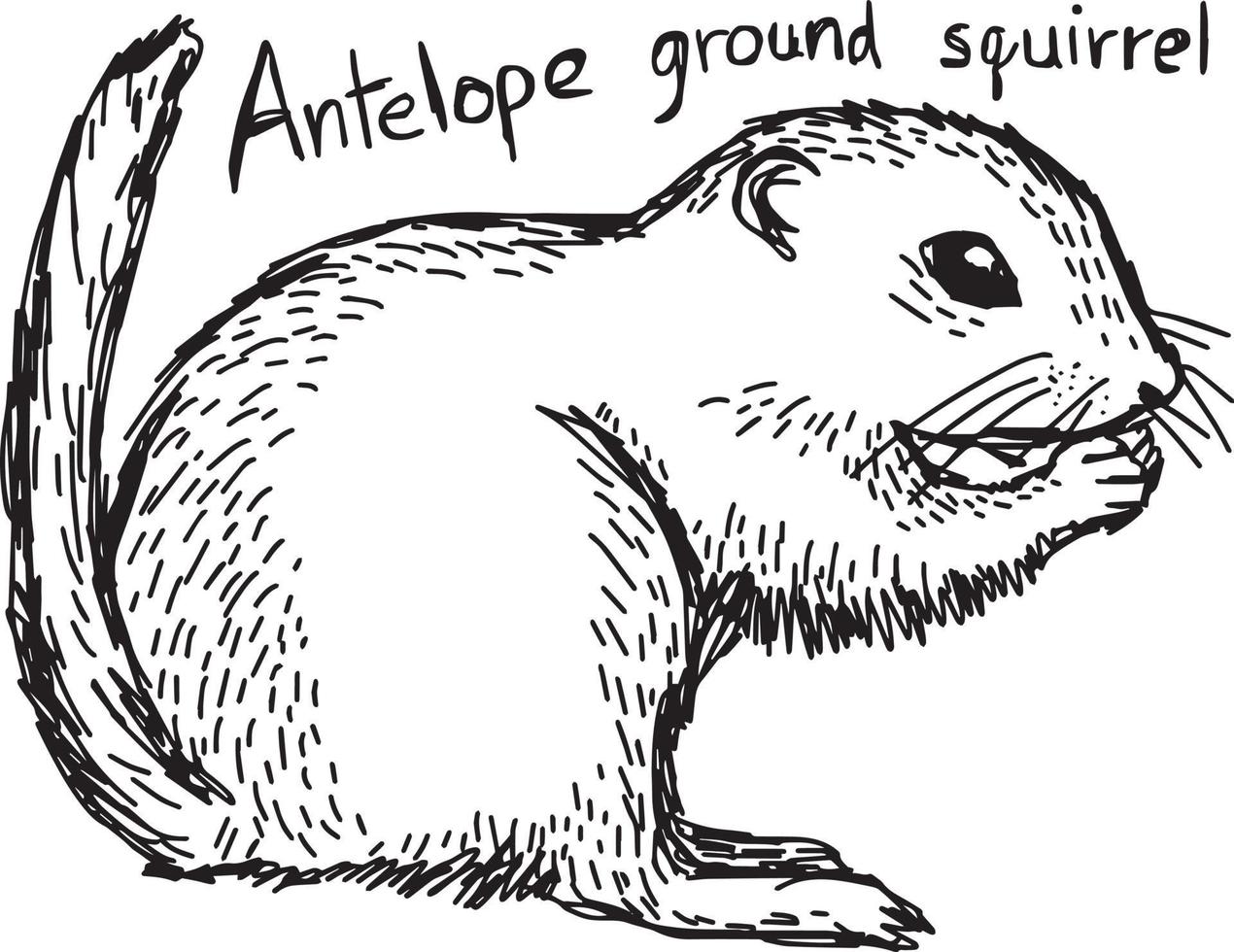 antilop mark ekorre - vektor illustration skiss