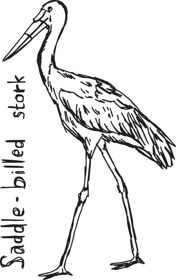 sadelnäbbad stork - vektorillustration skiss handritad vektor