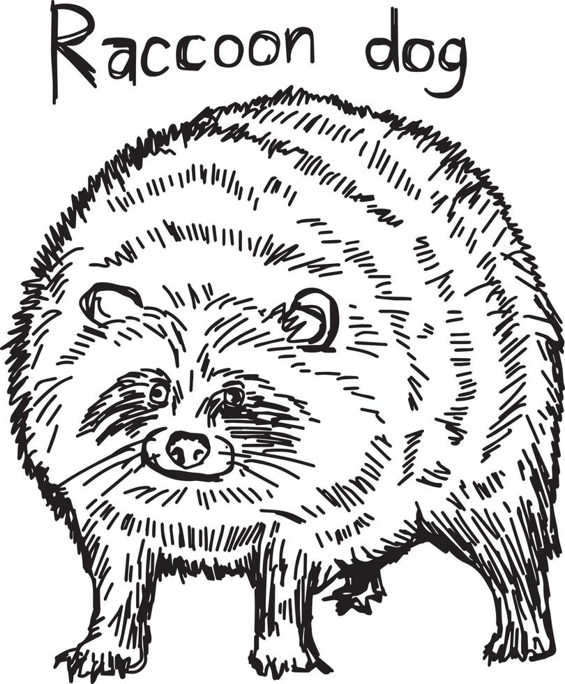 mårdhund - vektor illustration skiss handritad