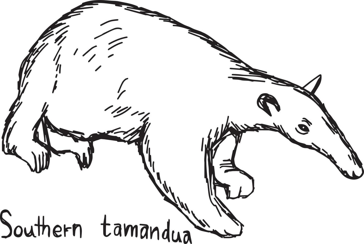 södra tamandua - vektor illustration skiss handritad