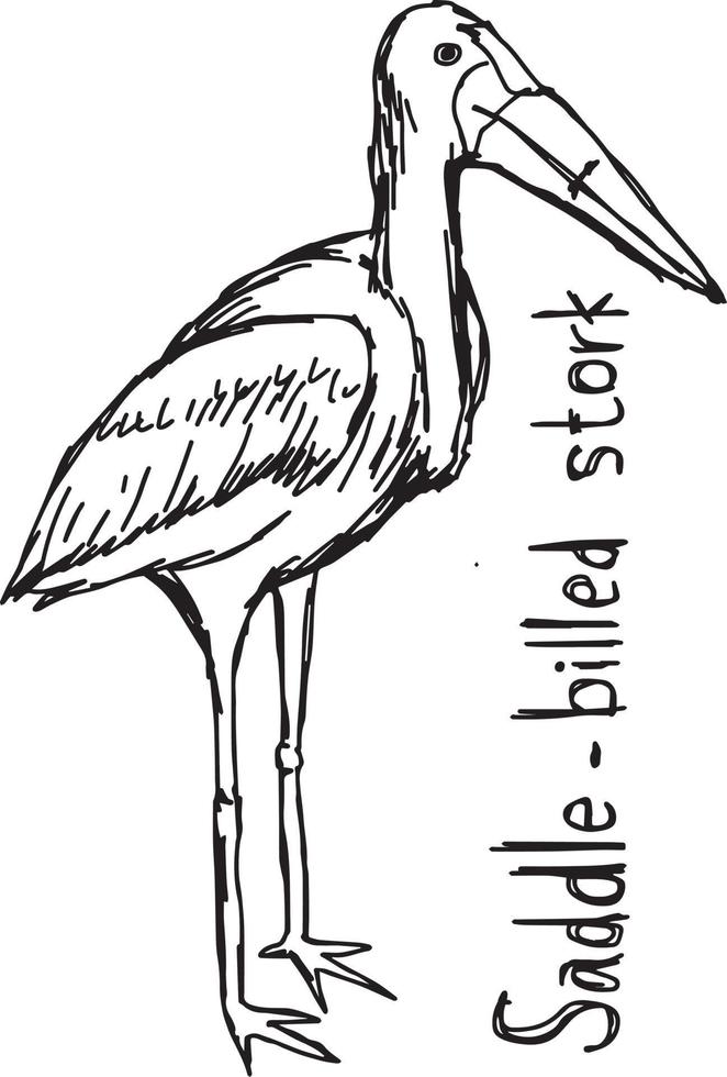 sadelnäbbad stork - vektorillustration skiss handritad vektor