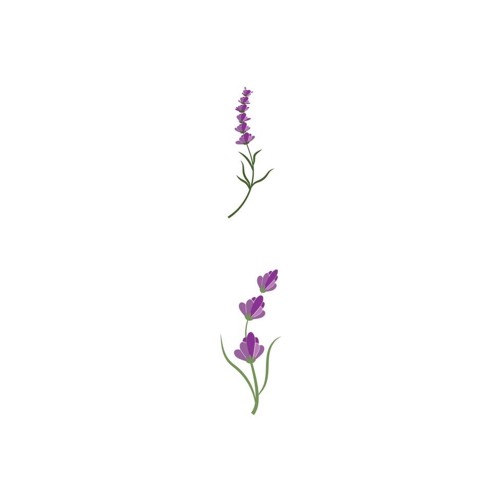 Lavendel Logo Vorlage Vektor Symbol Natur