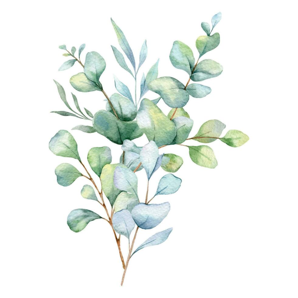 eukalyptus vattenfärg illustration. eukalyptus grönska hand målad isolerat på vit bakgrund. perfekt för bröllop inbjudningar, blommig etiketter, brud- dusch och blommig hälsning kort vektor