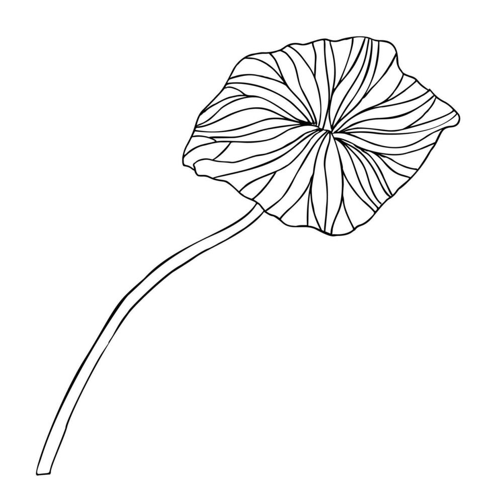 lotus blad. hand dragen vektor illustration av tropisk växt i linje konst stil. etsning av asiatisk vatten lilja för spa eller meditation målad förbi svart bläck på vit isolerat bakgrund. översikt skiss