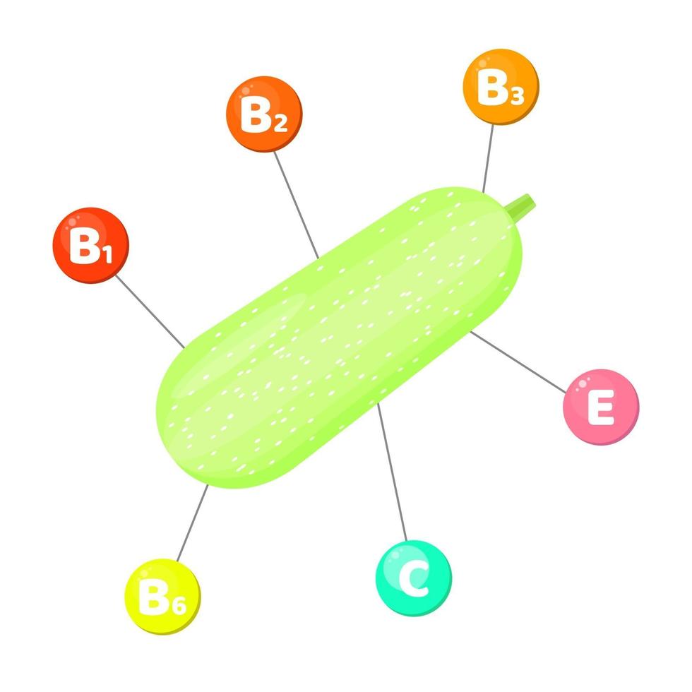 infographics. vitaminer som finns i grönsaker. squash vektor