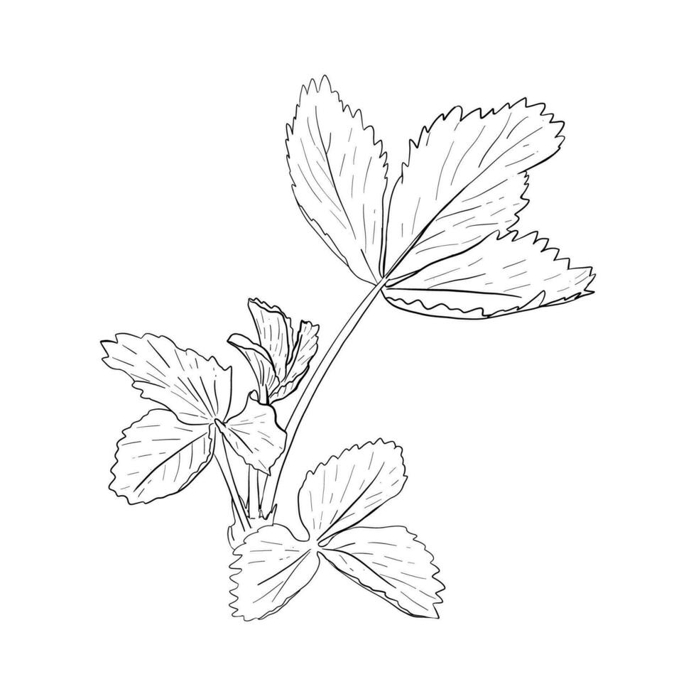Vektor, Linie Illustration von Erdbeere Blatt, Erdbeere Hand gezeichnet. isoliert Pflanze Blatt auf Weiß Hintergrund gezeichnet im Tinte. drucken zum Stoff, Verpackung, Etikett, Poster, drucken, Logo Designs vektor