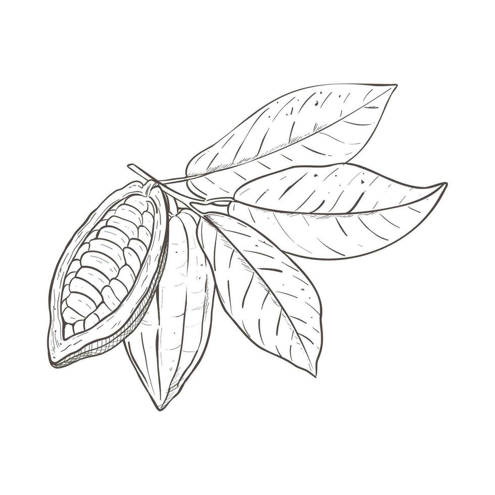 vektor illustration uppsättning av kakao löv och stängd och öppnad bönor. svart översikt av gren, grafisk teckning. för vykort, design och sammansättning dekoration, grafik, affischer, klistermärken, meny, frimärken
