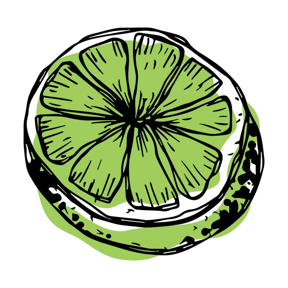 vektor kalk ClipArt. hand dragen citrus- ikon. frukt illustration. för skriva ut, webb, design, dekor