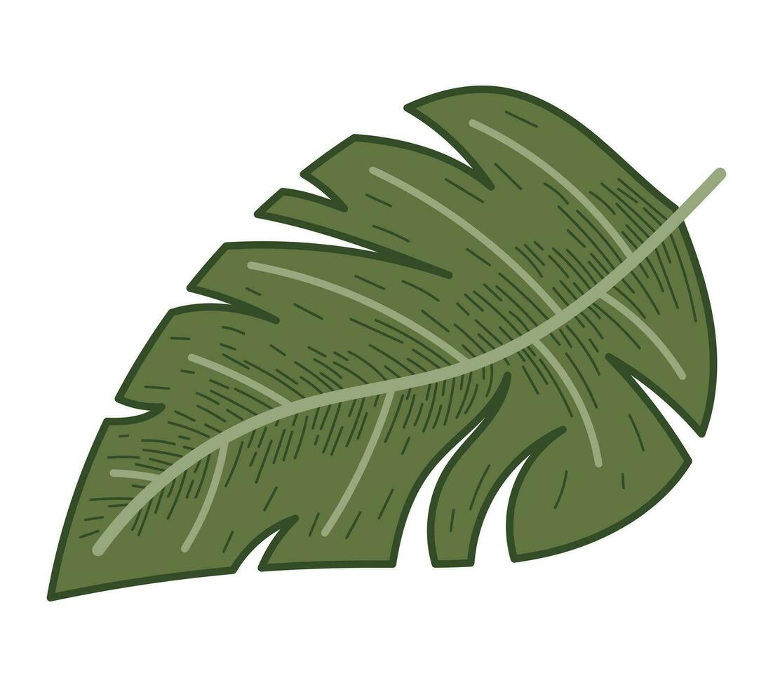 dekorativ tropisk platt blad av monstera. vektor isolerat naturlig växt illustration, skiss stil.