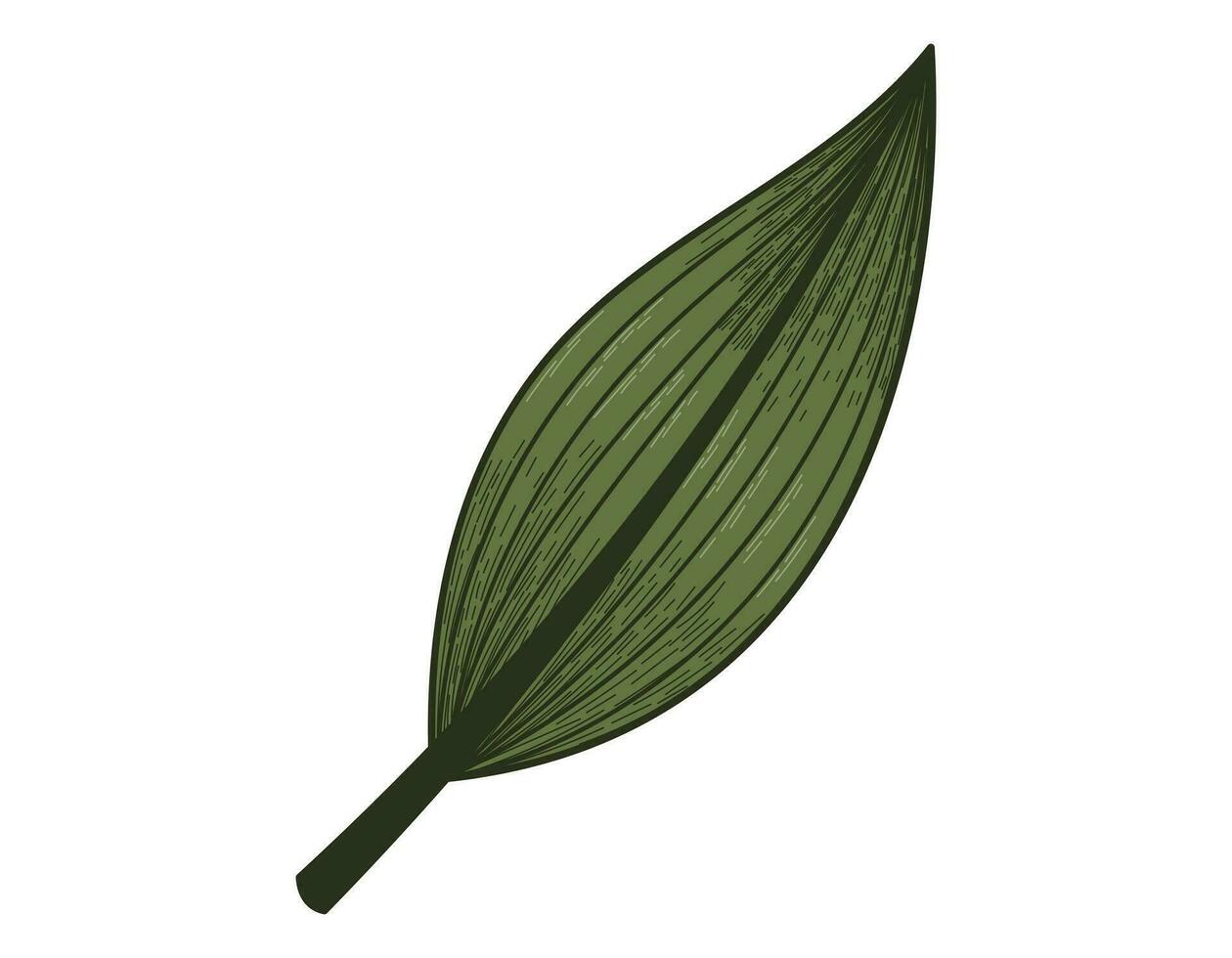 isolerat vektor platt dekorativ tropisk grön blad, skiss stil.