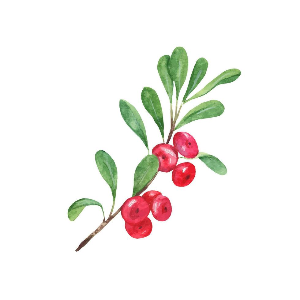 lingon, lingon gren med grön löv och röd bär. vattenfärg hand målad illustration isolerat på vit bakgrund. årgång stätta. Bra för kort, grafik, klistermärken, dekoration. vektor