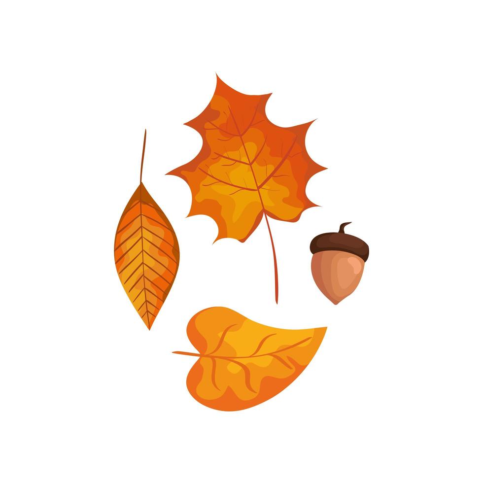 Saison Herbstblätter mit Nuss isolierte Symbol vektor