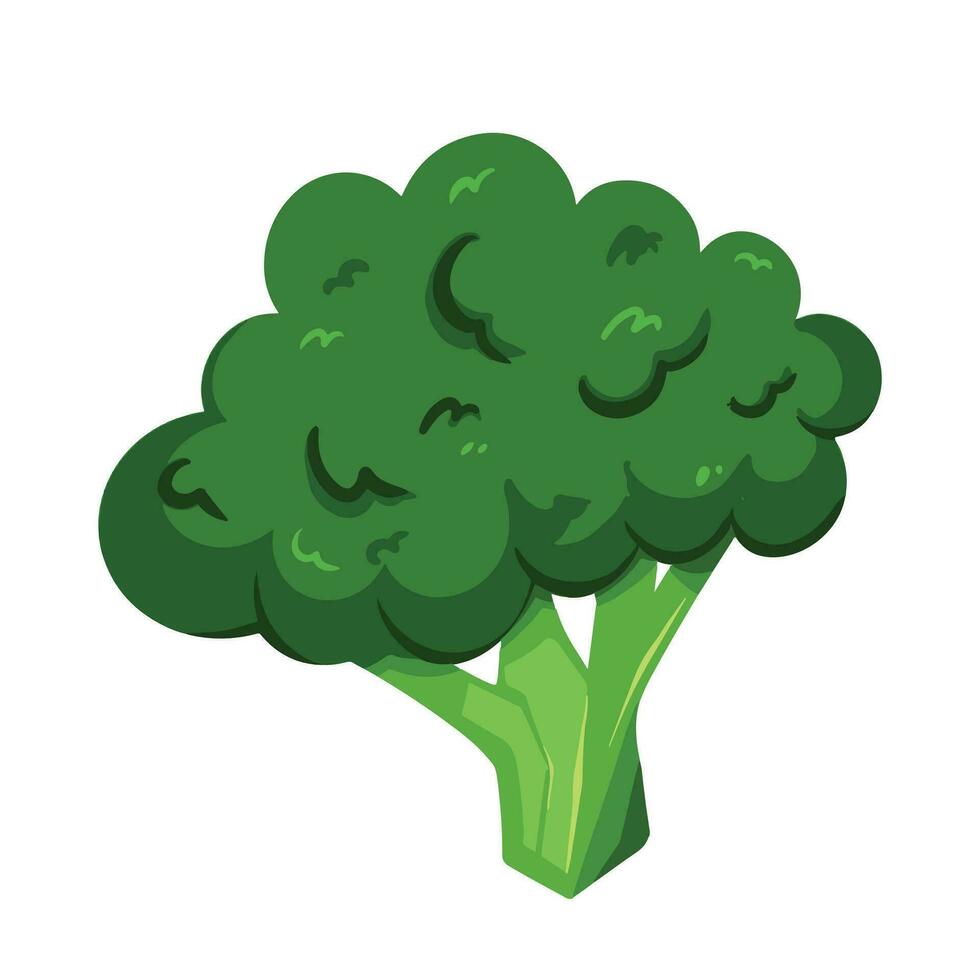 grön broccoli vegetabiliska vektor illustration isolerat på fyrkant vit bakgrund. enkel platt tecknad serie konst styled teckning. friska växt diet.