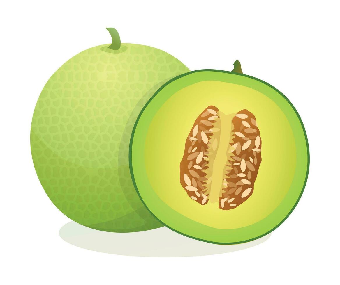 frisch Melone Obst ganze und Hälfte schneiden. Vektor Illustration isoliert auf Weiß Hintergrund