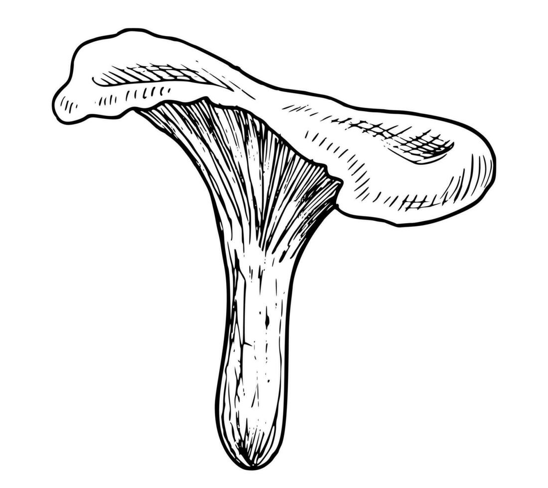 kantarell svamp. hand dragen vektor illustration av skog svamp i linje konst stil. teckning av höst växt i svart och vit färger för mat märka eller meny design. graverat skiss för ClipArt