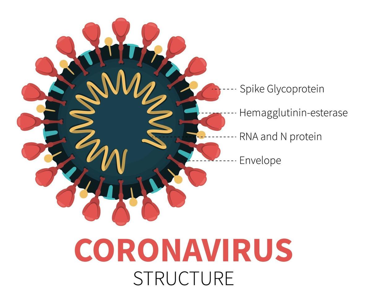 intern cutaway av coronavirus covid-19 med rna vektor