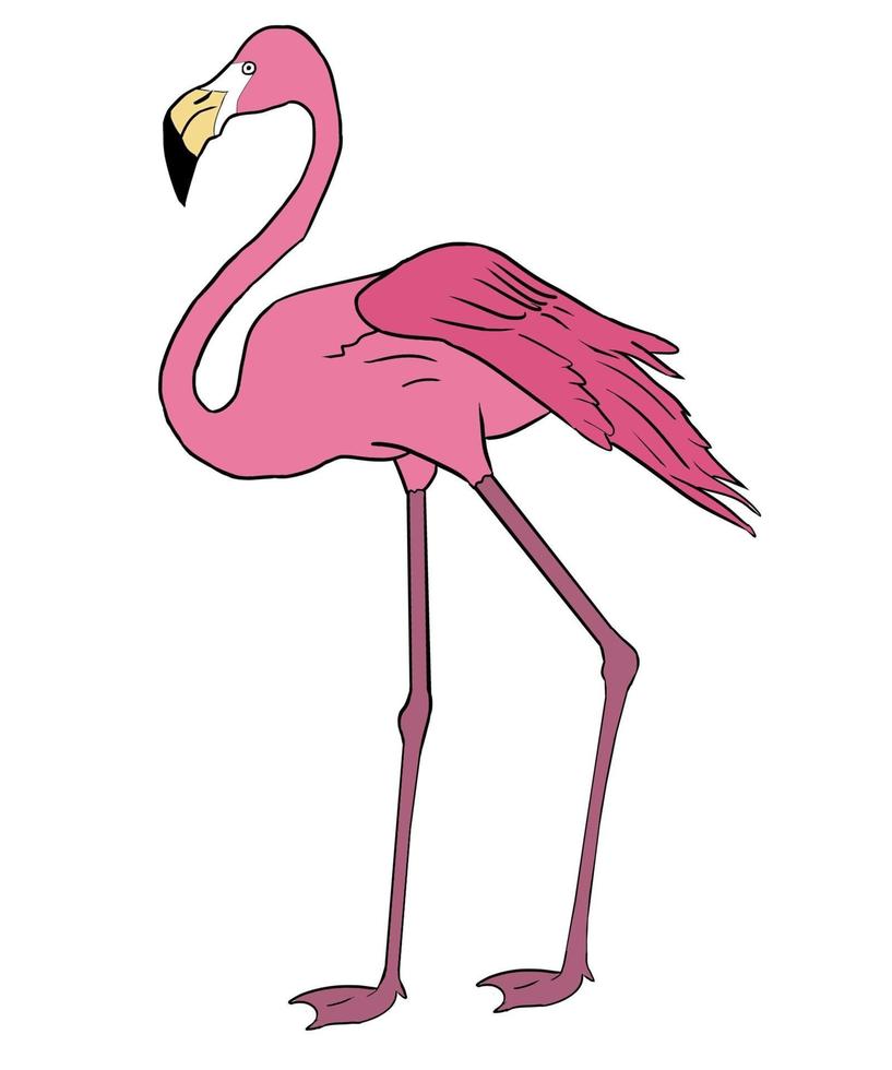 handritad rosa flamingofågel vektorillustration vektor