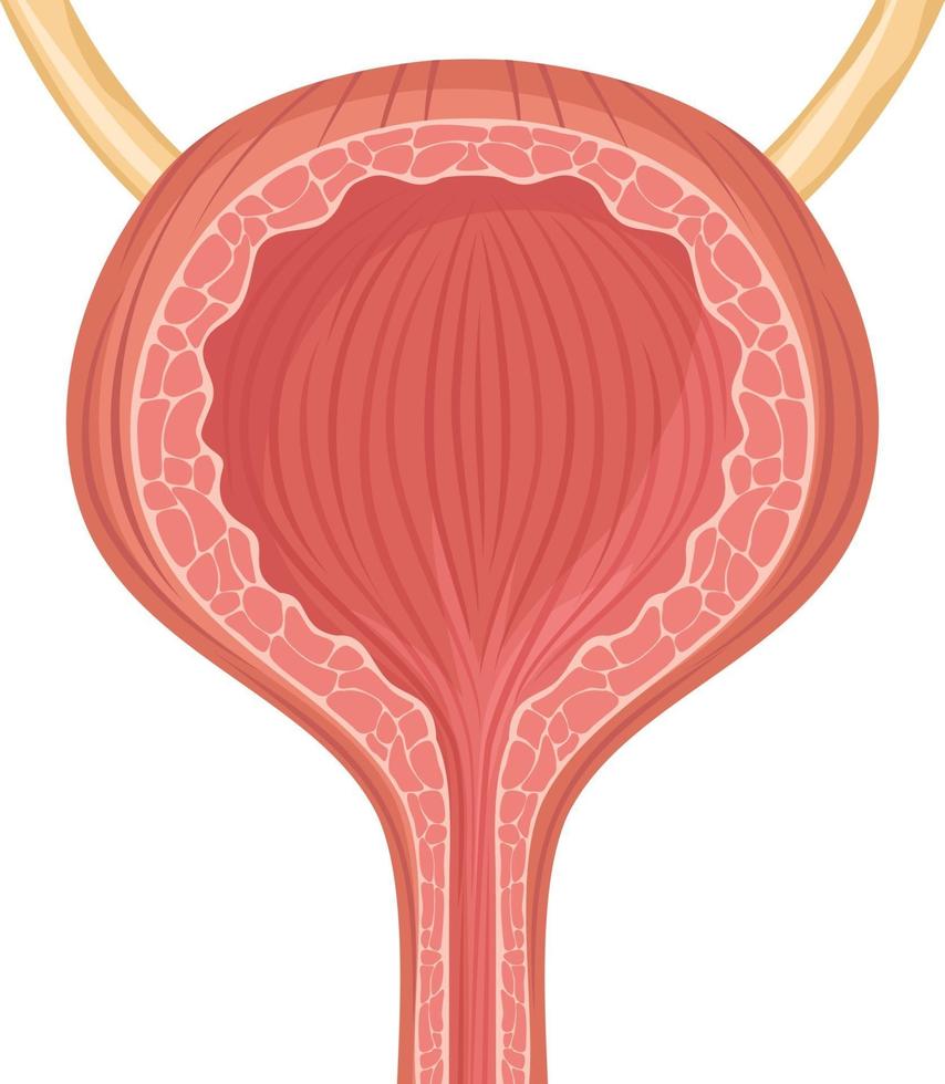 menschliches Blasenorgan vektor