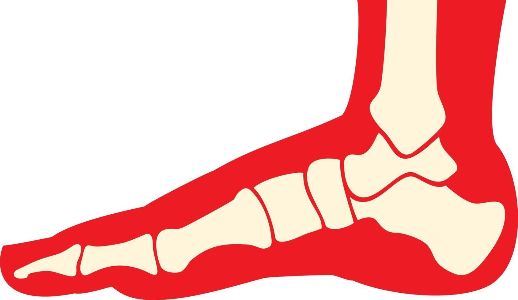Anatomie des menschlichen Fußes vektor