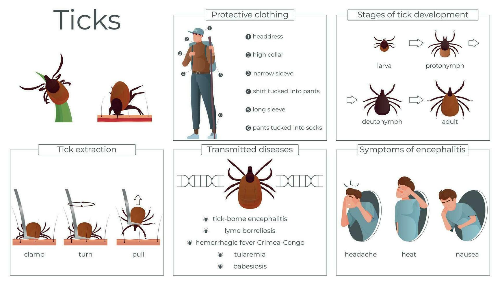 fästingar insekt platt infographics vektor