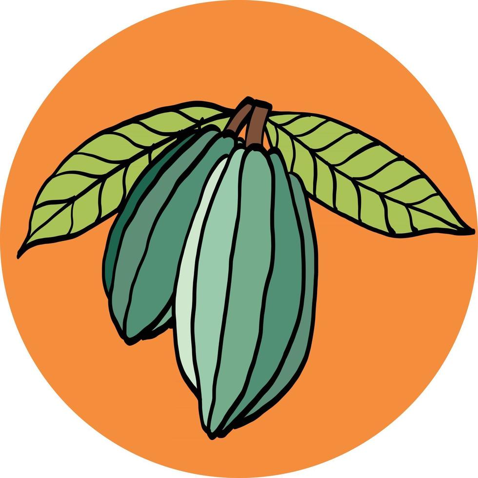 Kakaofrucht-Freihandzeichnung auf buntem Hintergrund. vektor