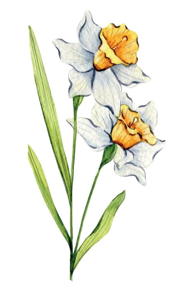 Narzisse Aquarell Illustration. Narzisse Blume isoliert auf Weiß. März Geburt Monat Blume. Narzisse Hand gemalt Aquarell botanisch Illustration. vektor