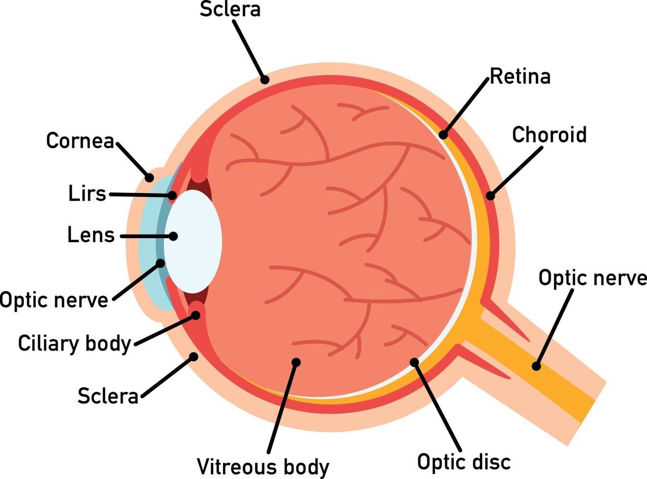 öga anatomi diagram, illustration. vektor