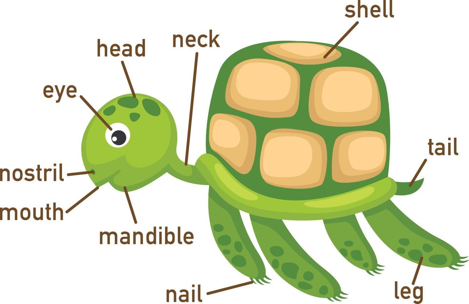 Illustration des Schildkrötenvokabulars Teil des Körpers vektor