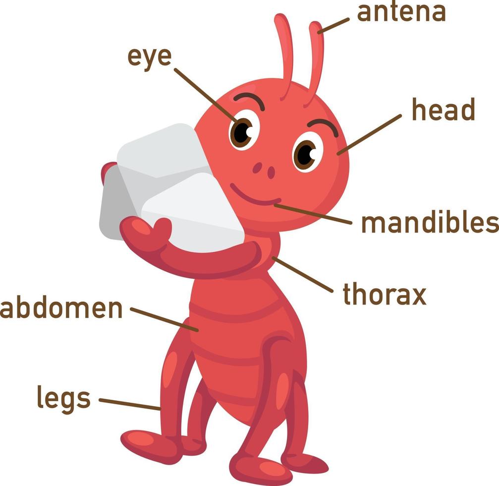 Illustration des Ameisenvokabulars Teil des Körpers vektor