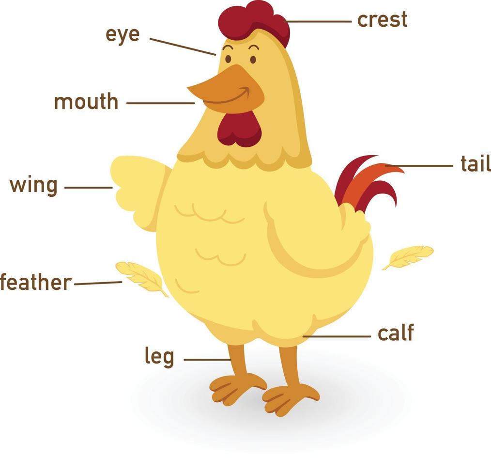 illustration av kycklingordförråd delen av kroppen vektor
