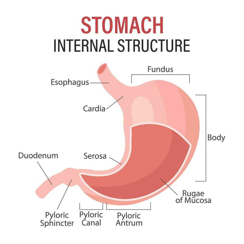 anatomi av de mänsklig mage, medicinsk affisch med detaljerad diagram av de strukturera av de inre mage. medicinsk infographic baner. vektor