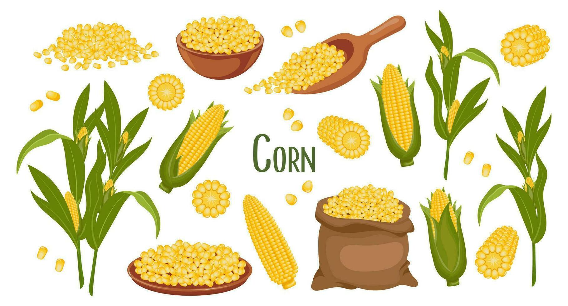 uppsättning av majs korn och spikelets. majs växt, ljuv majs, majs kolvar, majs korn i en tallrik, sked och väska. lantbruk, mat ikoner, vektor