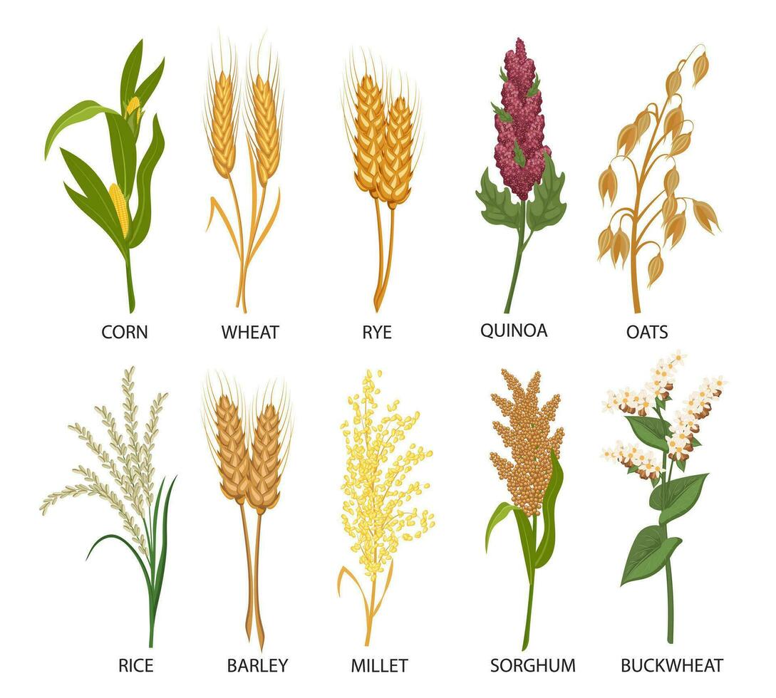 uppsättning av spannmål, spannmål växter. vete, råg, havre, ris, bovete, majs, quinoa, durra, korn, hirs, spikelets. skörda, lantbruk. illustration, vektor