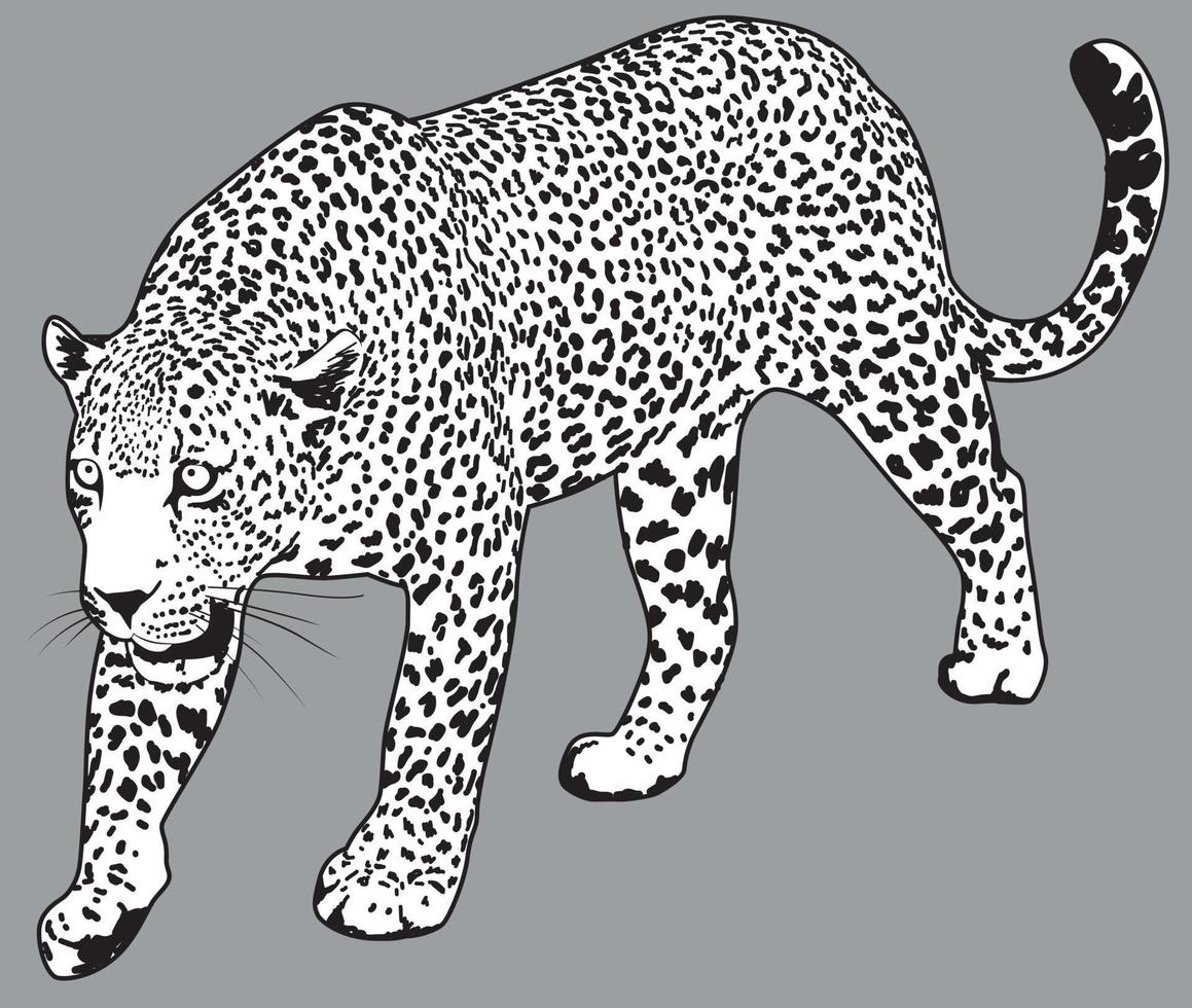Leopard-Vektor-detaillierte Darstellung. Jaguar-Zeichnung vektor