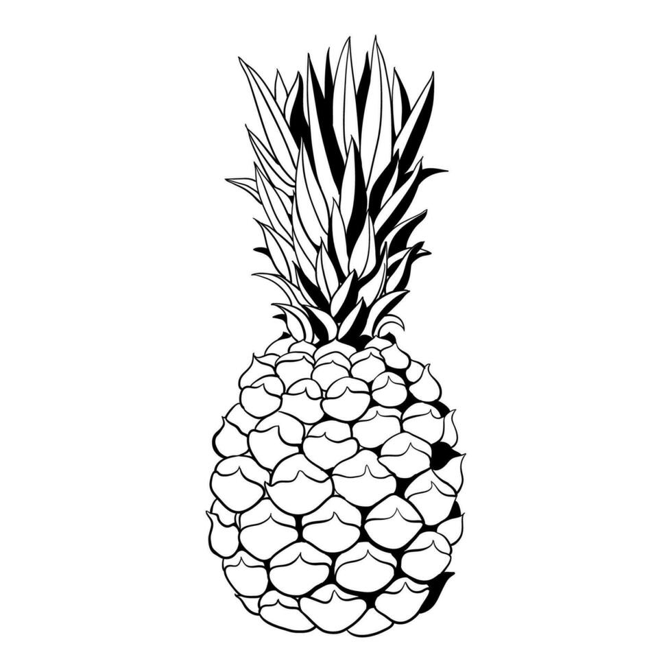 skizzieren von ein tropisch Ananas auf ein Weiß Hintergrund. Sommer- Vektor Zeichnung.