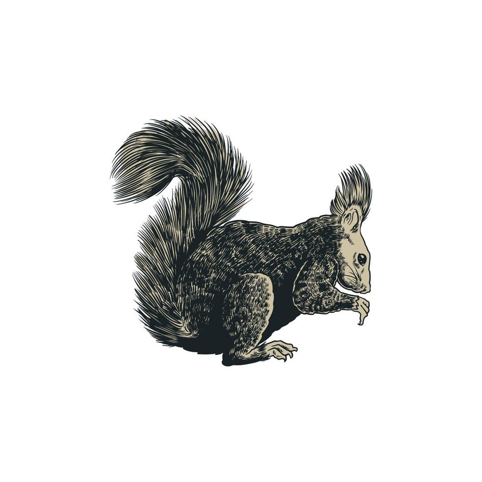 Eichhörnchen Skizze Gravur Vektor-Illustration vektor