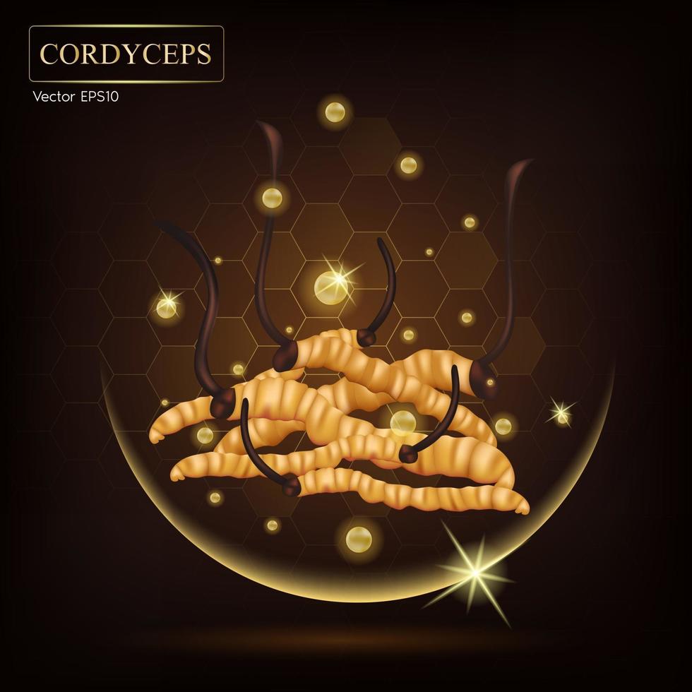 Cordyceps sinensis. traditionelle chinesische Kräuter. vektor