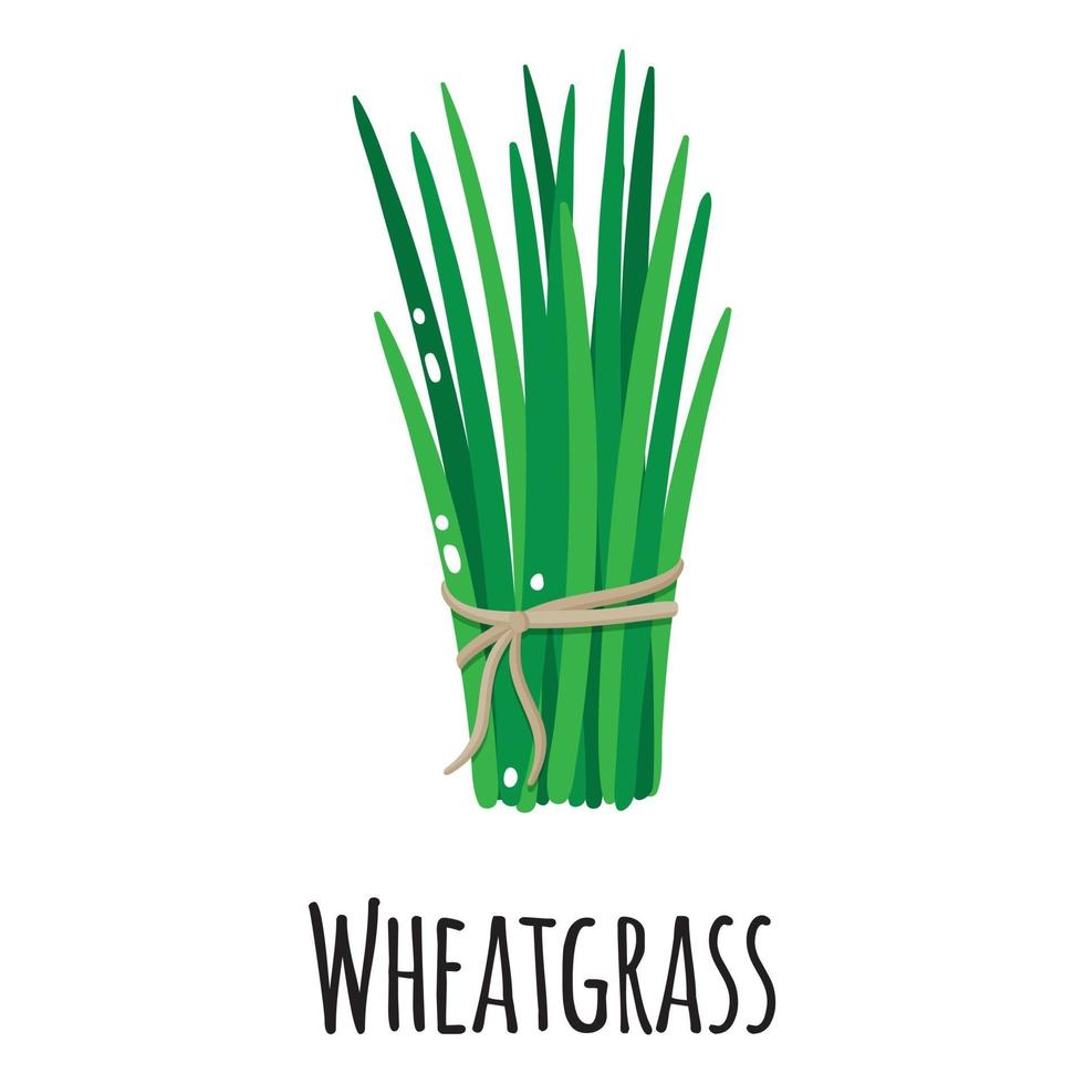 Weizengras-Superfood-Pflanze für Vorlagenbauernmarkt, Etikett, Verpackung. vektor
