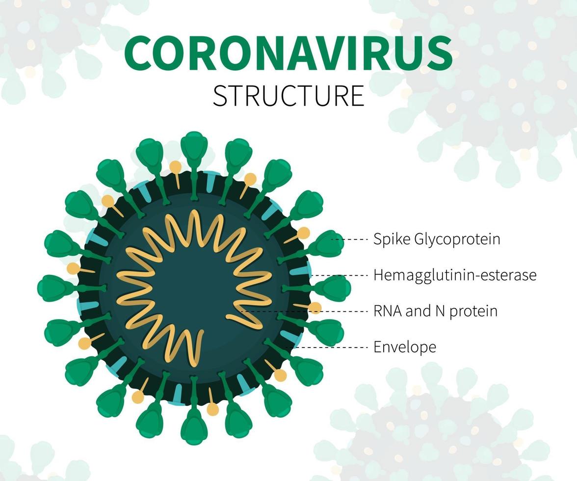 intern cutaway av coronavirus covid-19 med rna vektor