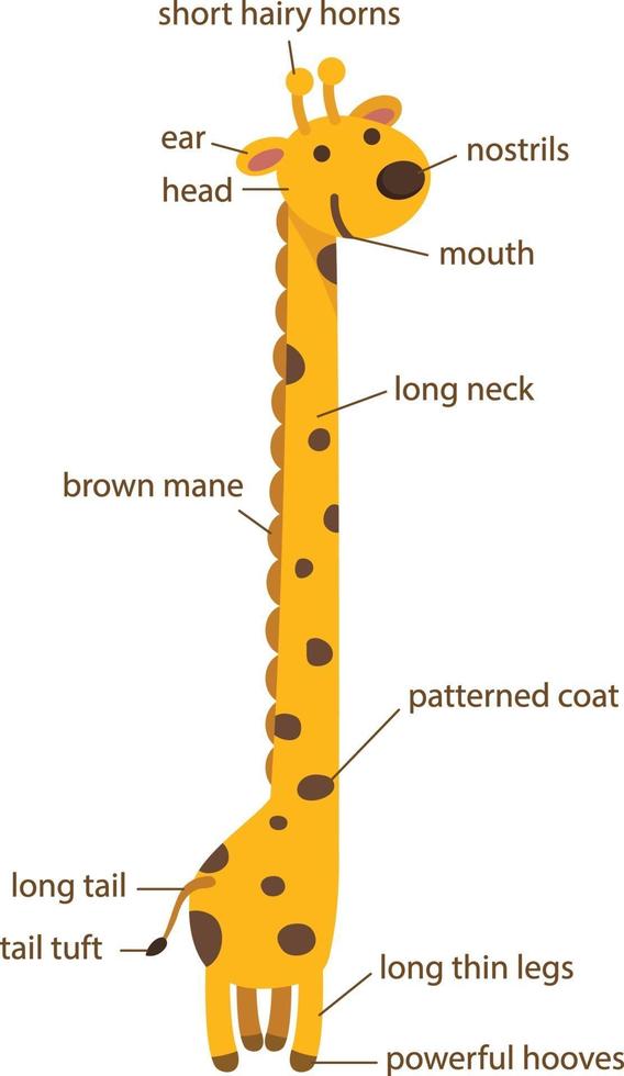 illustration av giraff ordförråd del av kroppen vektor